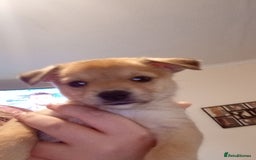 Mixed Breed dogs for sale: 🐾 Adorable Jackaranian Puppies  🐾 - Image 1