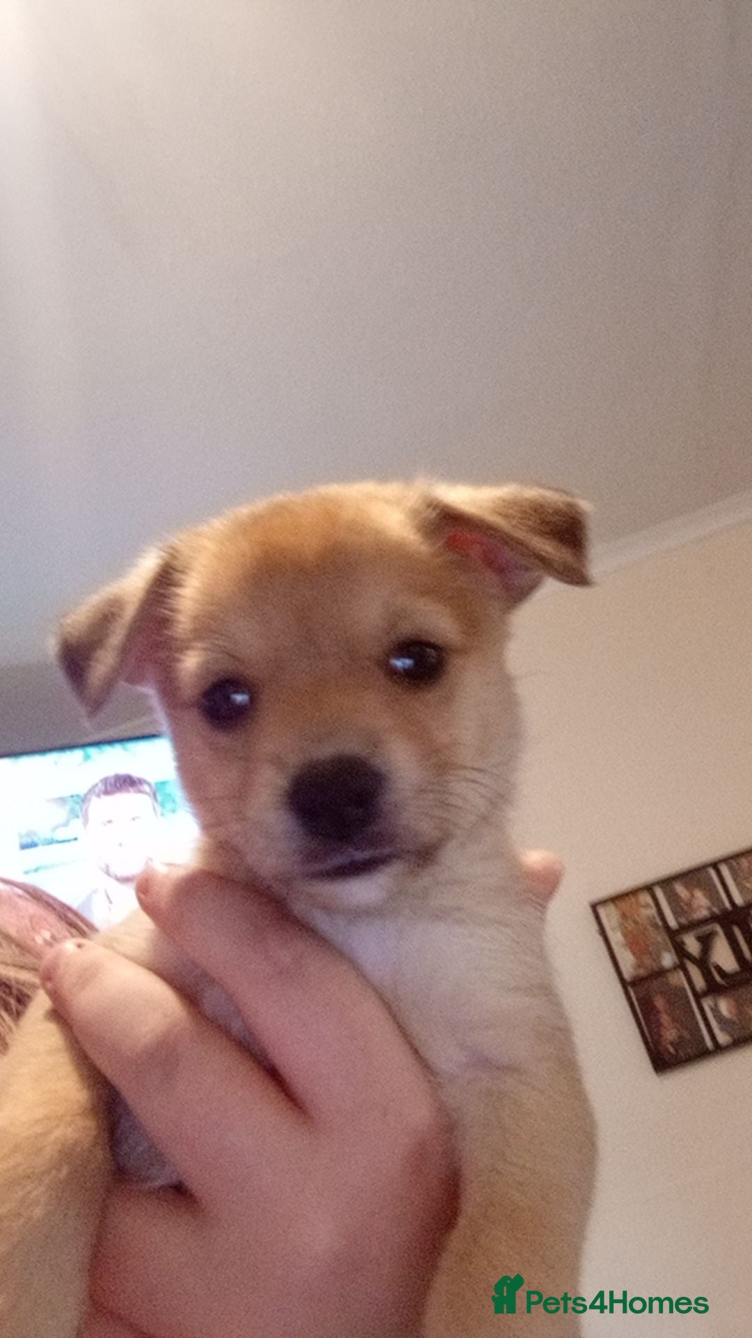 Mixed Breed dogs for sale: 🐾 Adorable Jackaranian Puppies  🐾 - Image 1