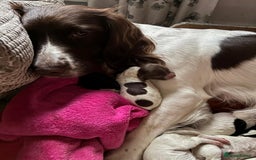 English Springer Spaniel dogs for sale: English springer spaniel puppies  - Image 9