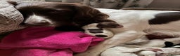 English Springer Spaniel dogs for sale: English springer spaniel puppies  - Advert 9