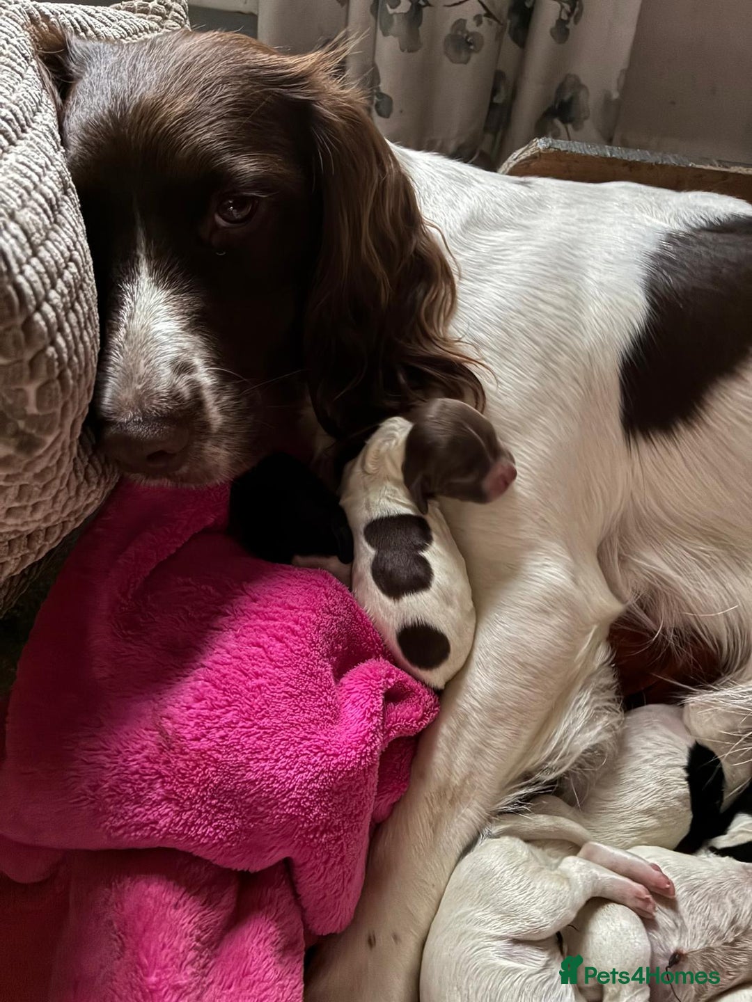 English Springer Spaniel dogs for sale: English springer spaniel puppies  - Image 9