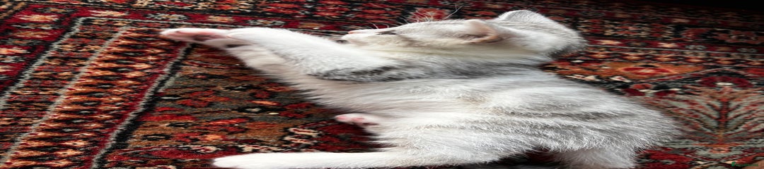 British Shorthair Kitten 2