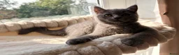 British Shorthair cats for sale: 🩵 BSH Blue Kittens 🩵 Ready Now 🩵 - Advert 3