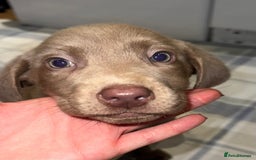 Labrador Retriever dogs for sale: KC SILVER & CHARCOAL Labrador Puppys  - Image 9