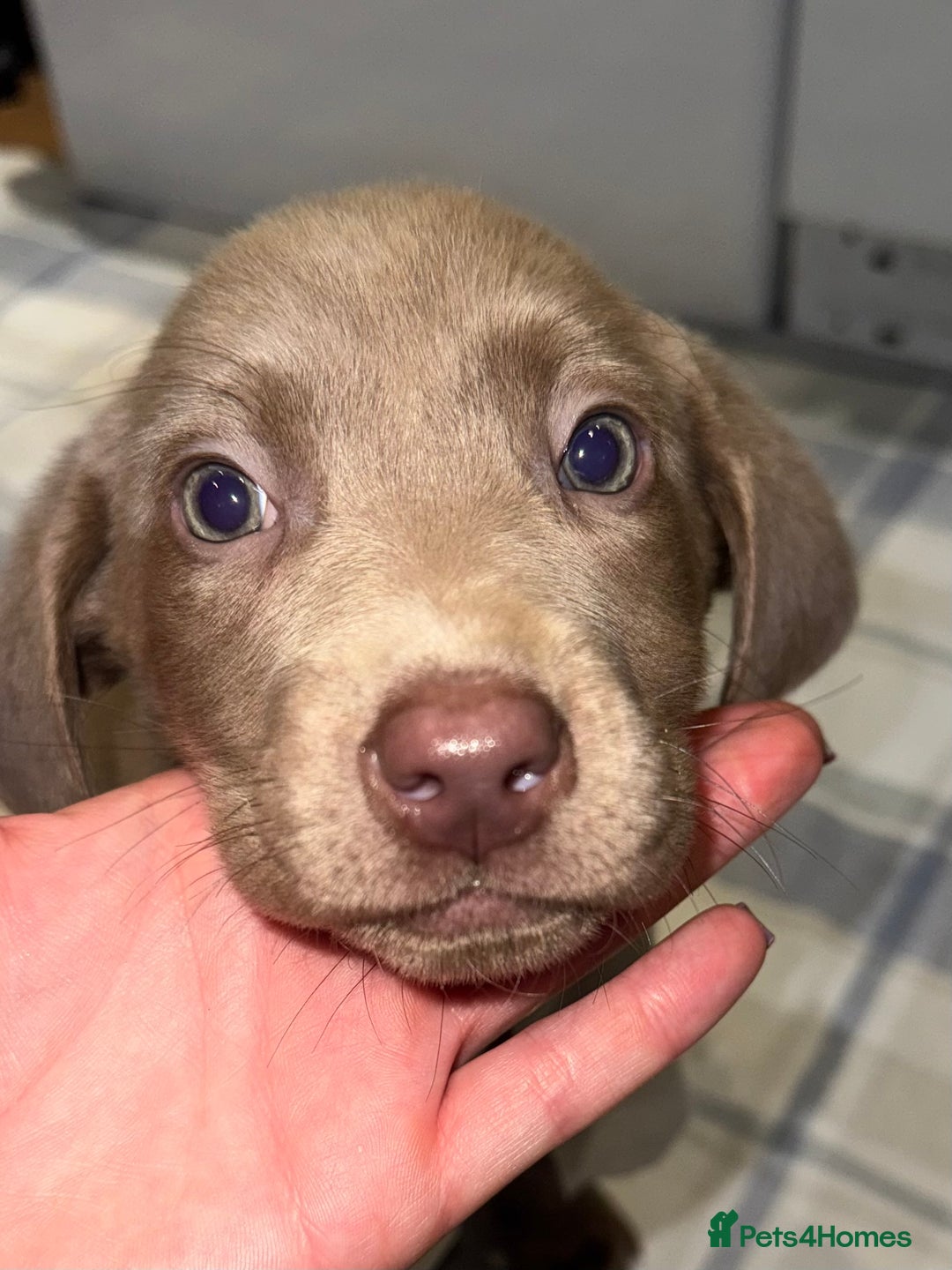 Labrador Retriever dogs for sale: KC SILVER & CHARCOAL Labrador Puppys  - Image 9