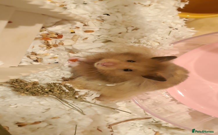 Hamster rodents - Advert 16