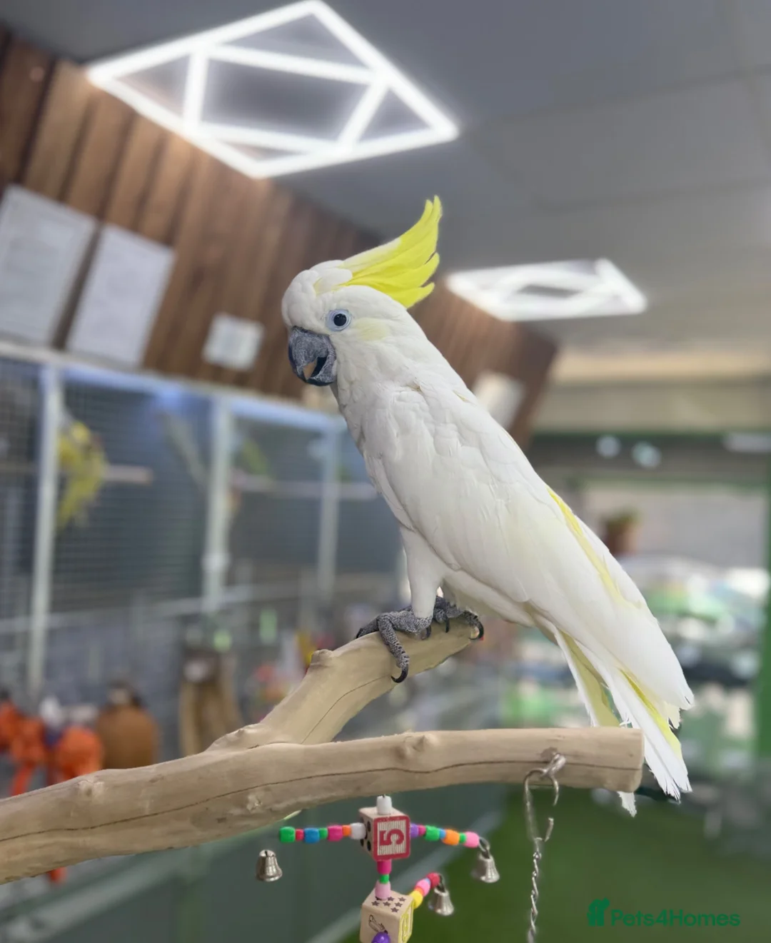 Cockatoo birds for sale: Sulphur crested Cockatoo  - Advert 2