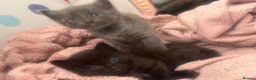 Mixed Breed cats for sale: Domestic short hair x ragdoll - Advert 3