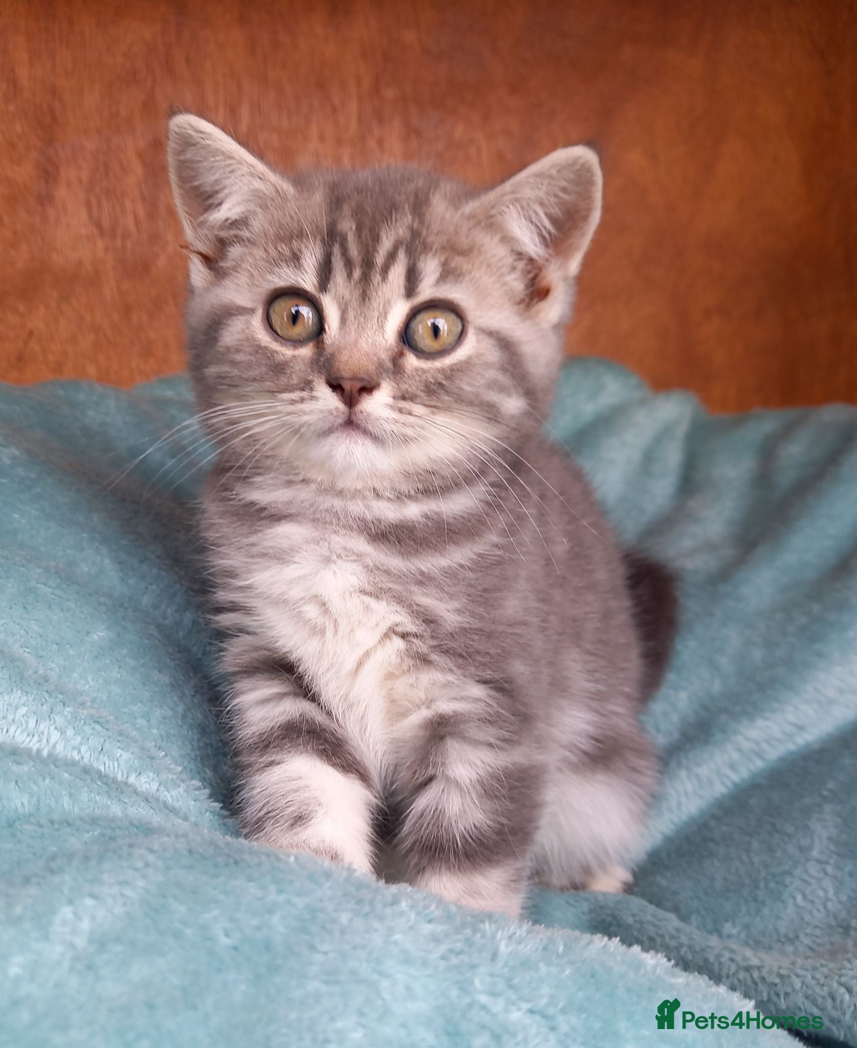 British Shorthair cats Super GCCF registered kittens  - Advert 1