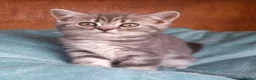 British Shorthair cats for sale: Super GCCF registered kittens  - Advert 1