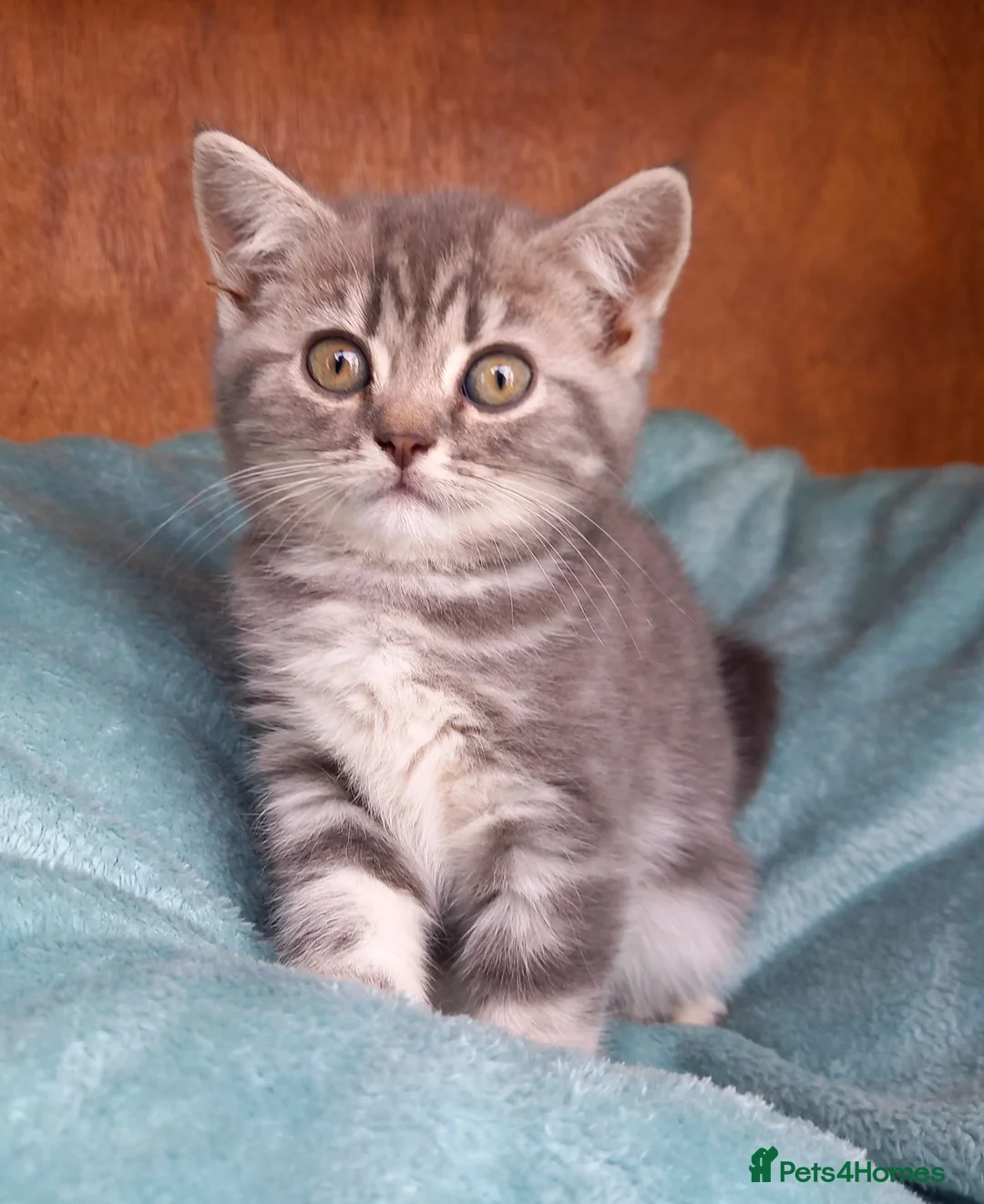 British Shorthair cats for sale: Super GCCF registered kittens  - Advert 1