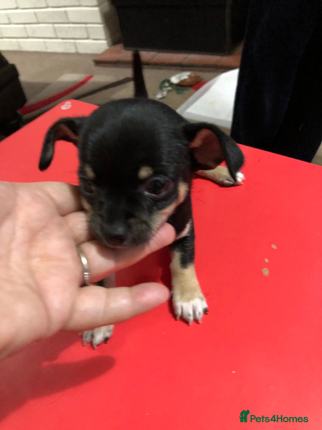Chihuahua dogs for sale: Cute chihuahuas  - Advert 5