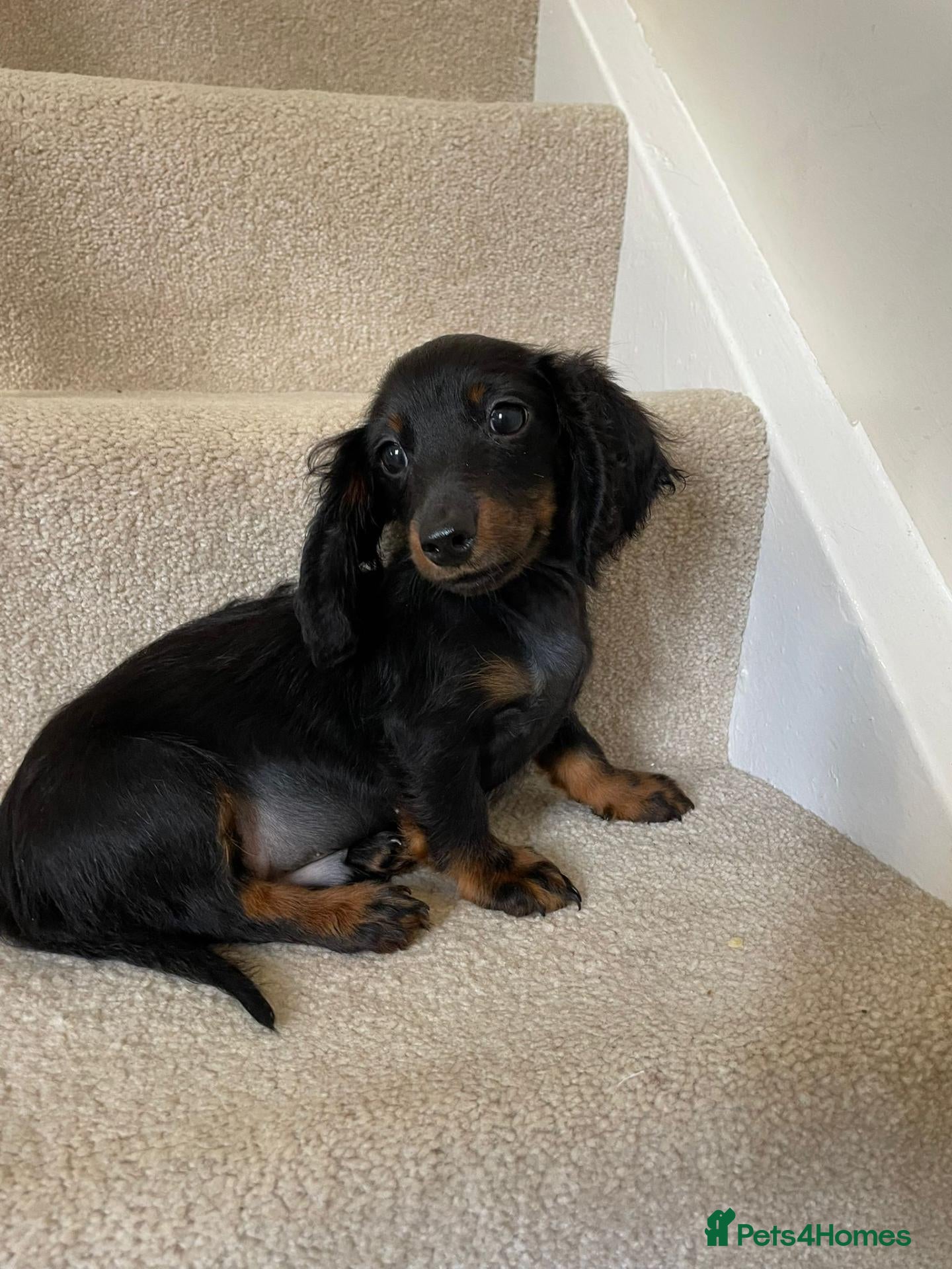 Miniature Dachshund dogs Long hair Miniature dachshund boy - Advert 6