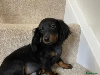 Miniature Dachshund dogs Long hair Miniature dachshund boy - Advert 6