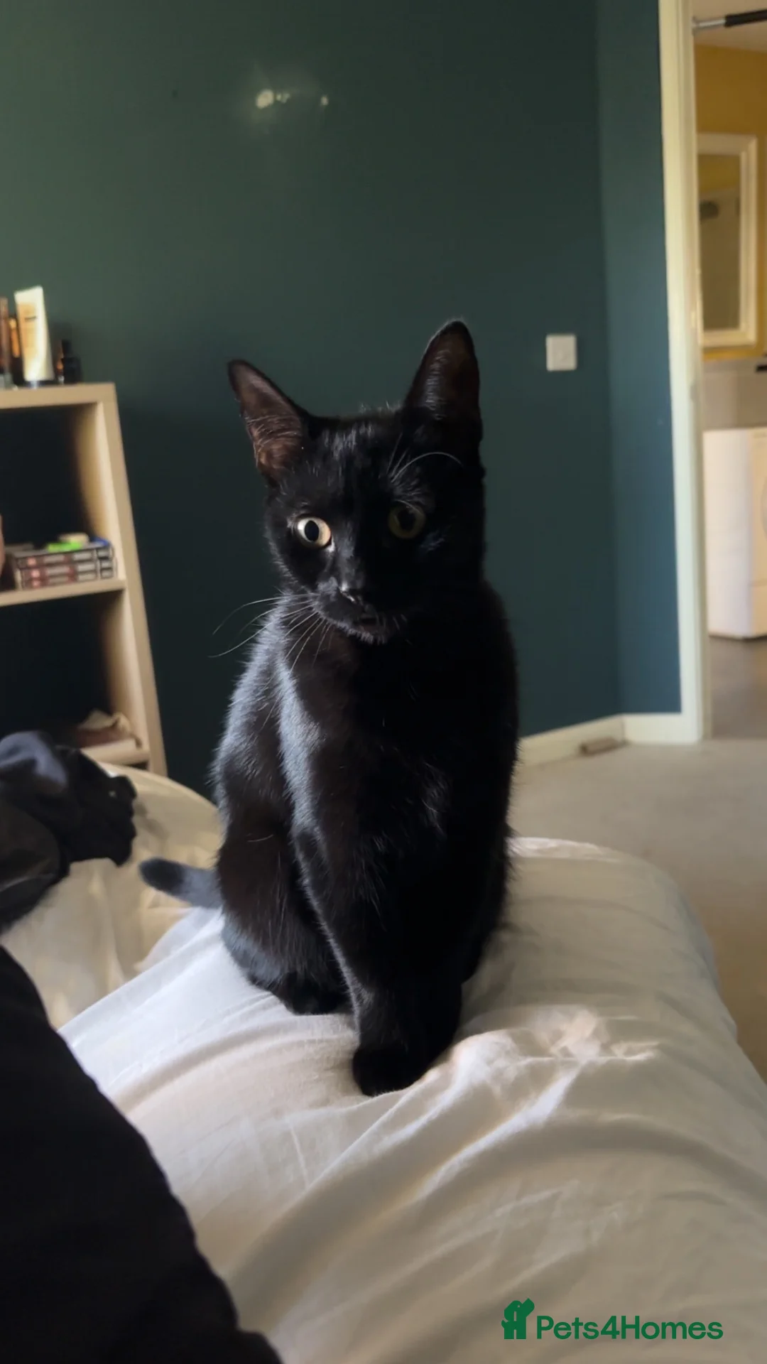 Bombay cats for sale: Lovely girl that needs a new home  - Advert 8