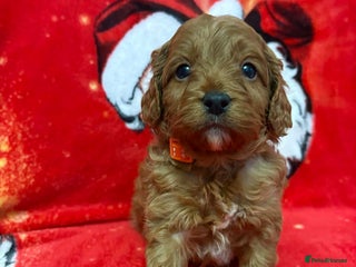 Cavapoo dogs F1 quality Cavapoos - Advert 1