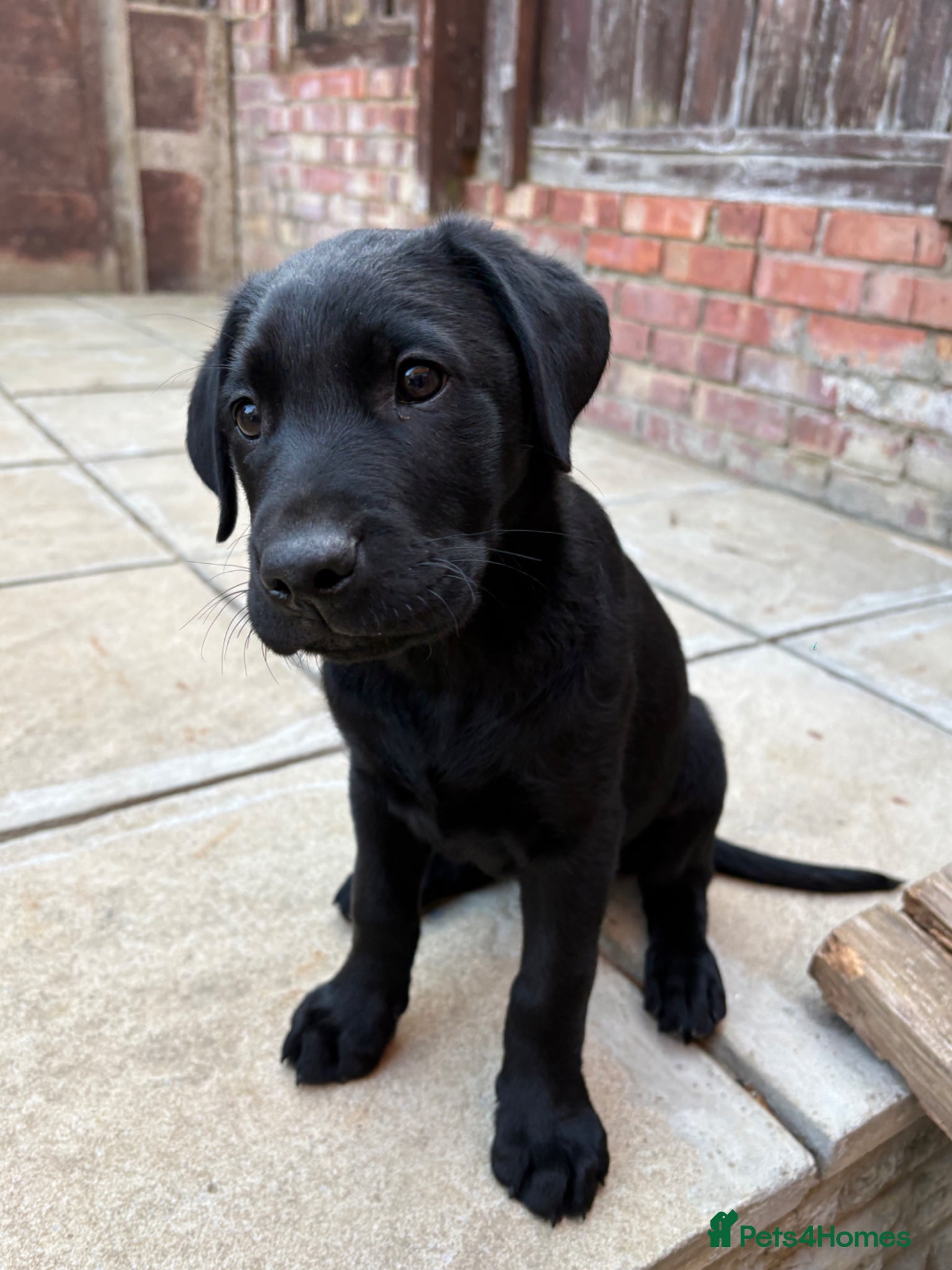 Labrador Retriever dogs ONE LEFT READY TO GO - Labrador puppy - Advert 15