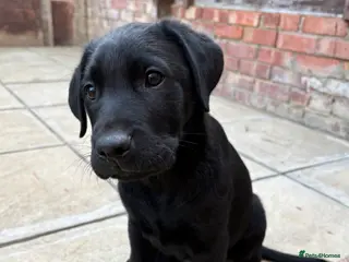Labrador Retriever dogs ONE LEFT READY TO GO - Labrador puppy - Advert 15