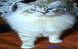 Ragdoll cats for sale: Exceptional bloodlines Ragdolls 💞💞 - Image 17