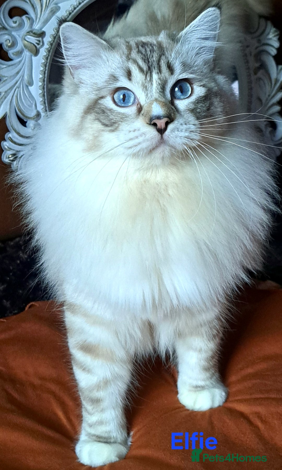 Ragdoll cats for sale: Exceptional bloodlines Ragdolls 💞💞 - Image 17