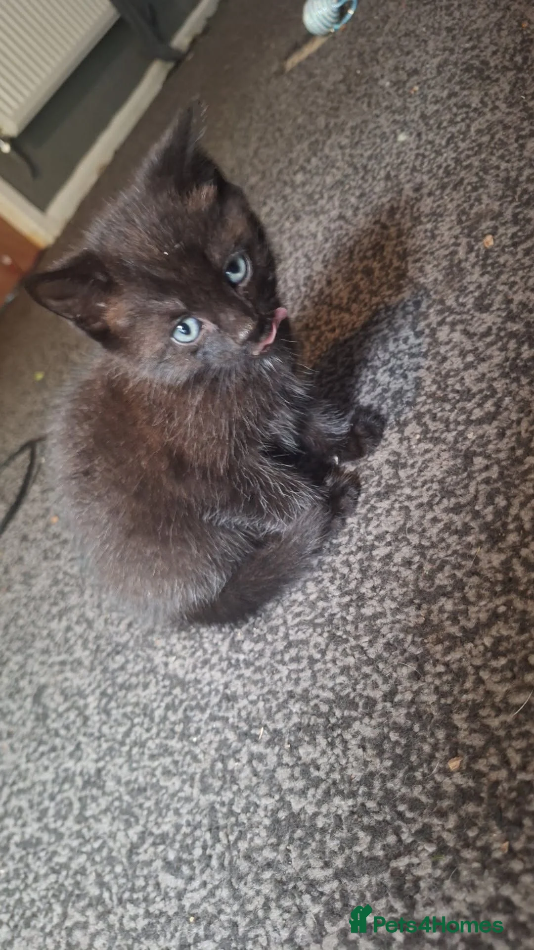 Mixed Breed cats for sale: Mixed tabby short haired - Advert 2