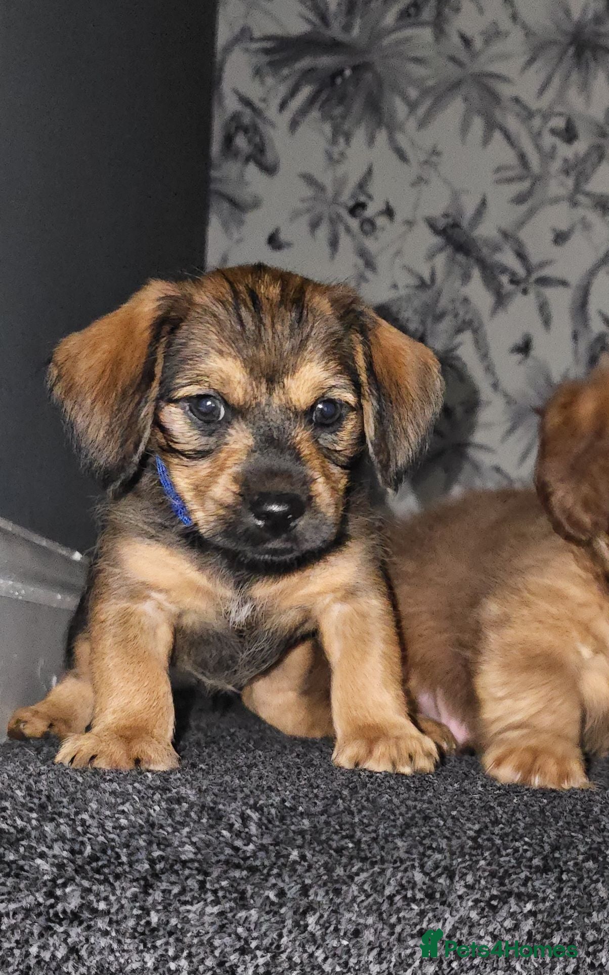 Mixed Breed dogs Mini Dachshund cross F1 Schion pups - Advert 16