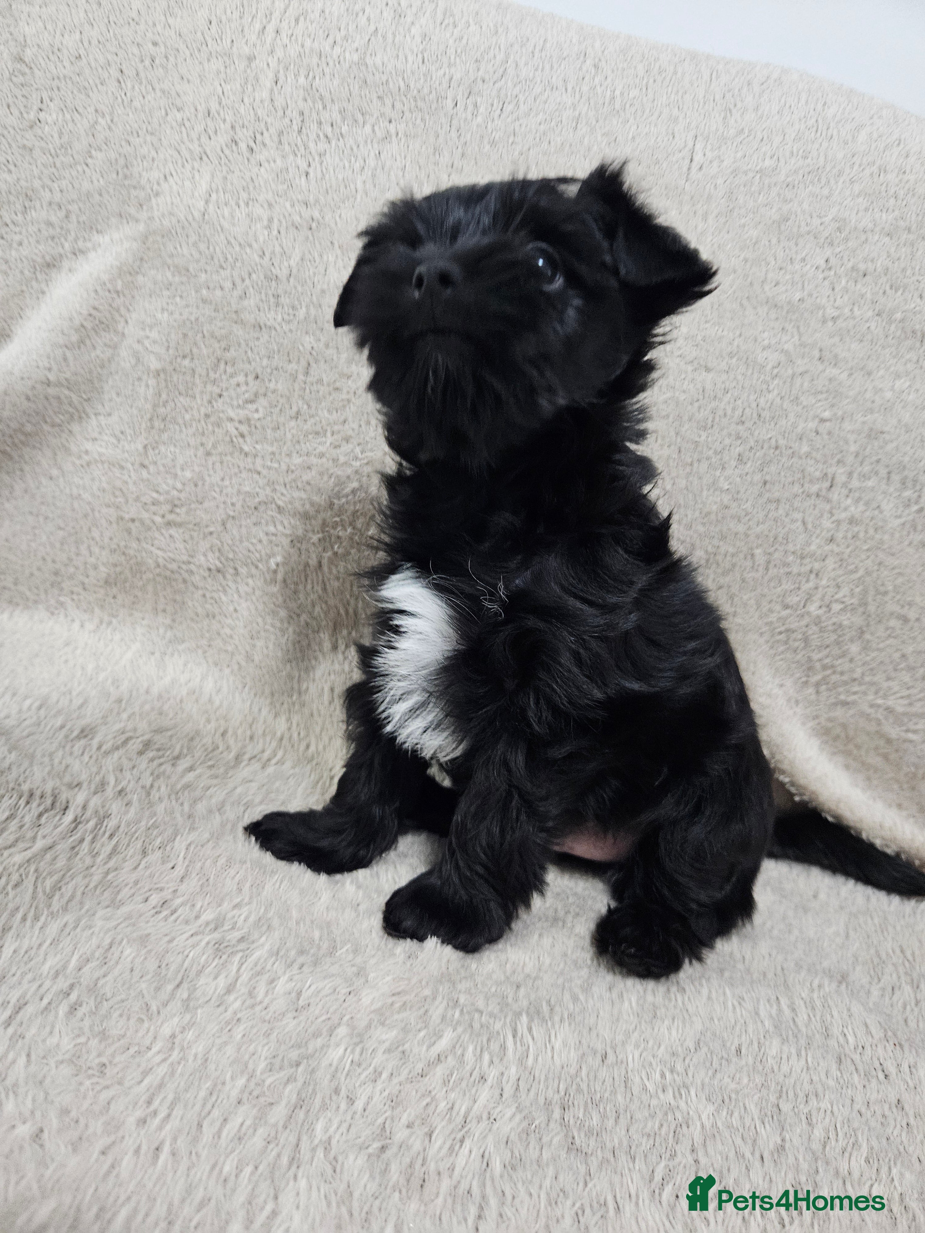 Yorkshire Terrier dogs Yorkshire terrier puppies - Advert 2