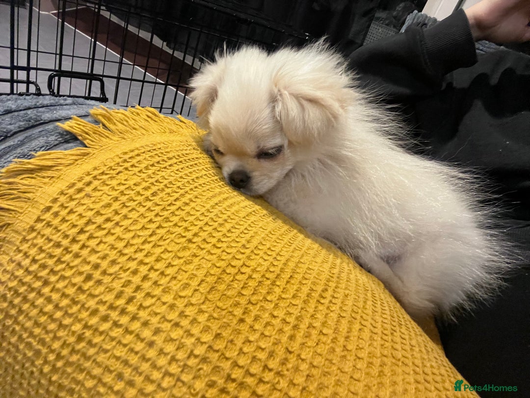 Mixed Breed dogs for sale: CUTE FEMALE PUPPY AVAILABLE 🐾🐶 - Image 4