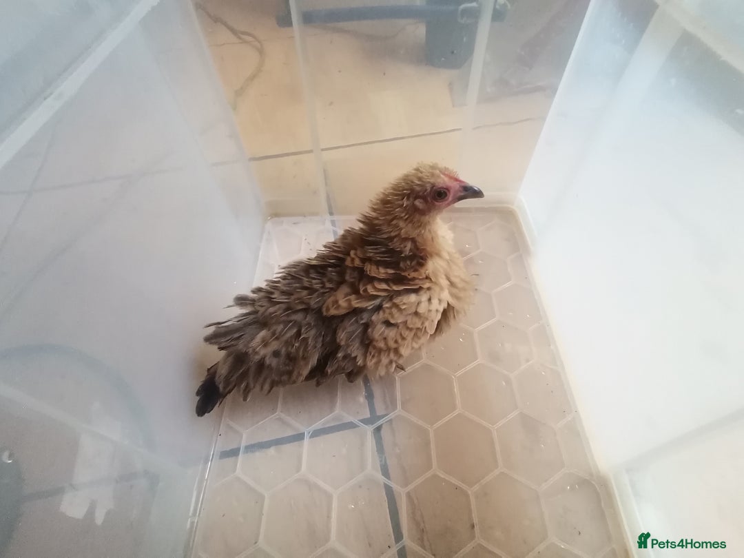 Chickens poultry for sale: Silkied Serama+Frizzled Pekin/Bantam roos & hens  - Image 3
