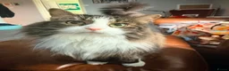 Norwegian Forest Cat cats for sale: Cat for sale - Advert 1