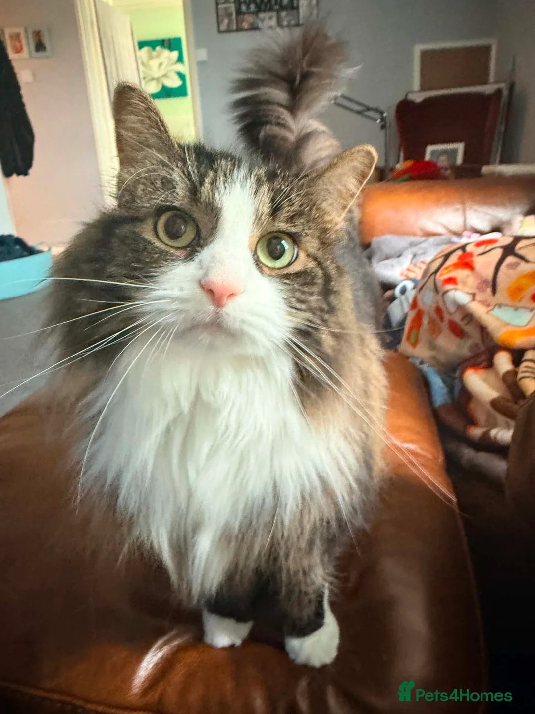 Norwegian Forest Cat cats for sale: Cat for sale - Advert 1