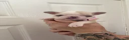 French Bulldog dogs for sale: Beautiful French Bulldogs - Advert 15