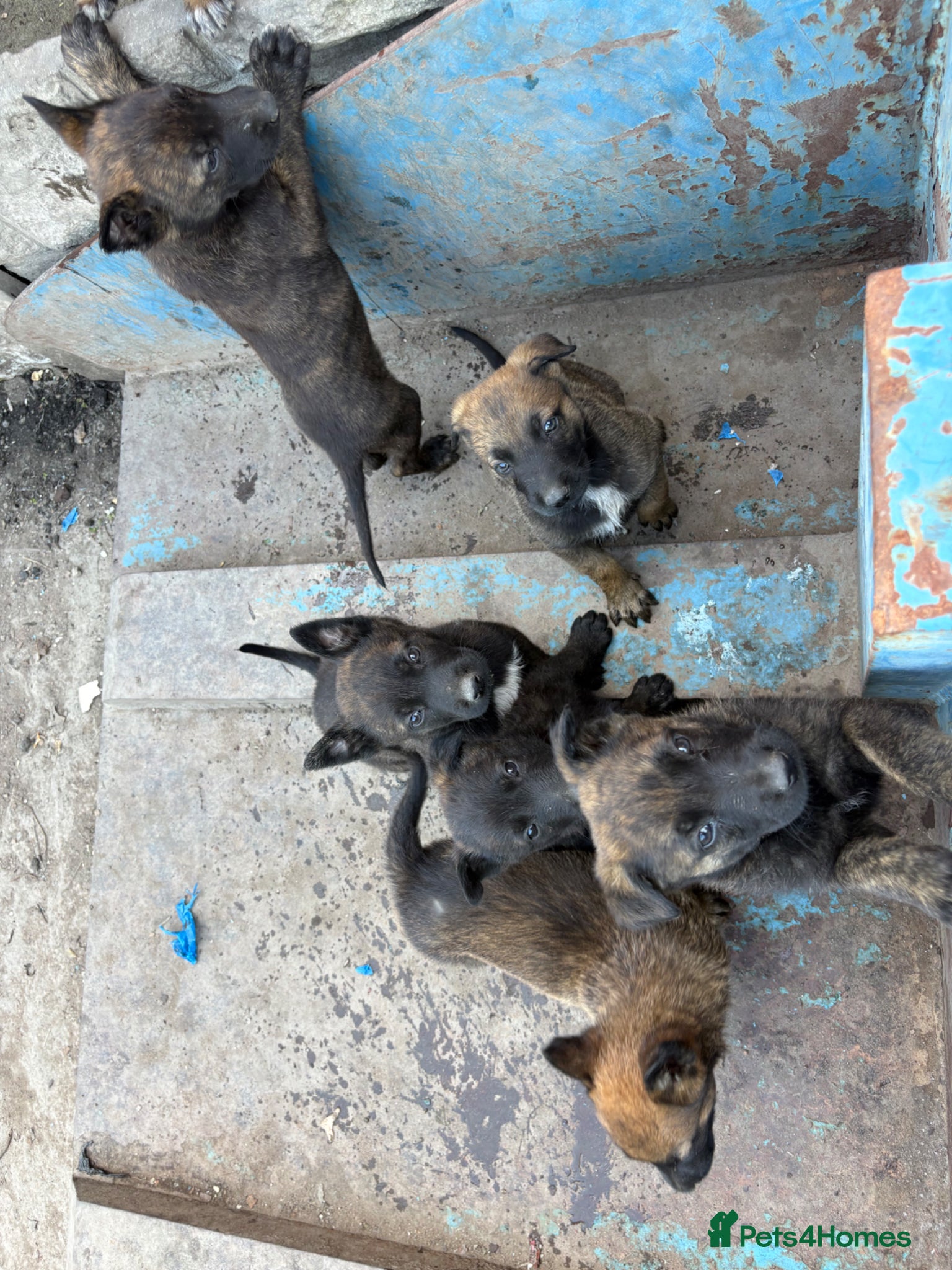 Belgian Shepherd Dog dogs Chunky WORKING LINE BELGIAN MALINOIS PUPPYS - Advert 2