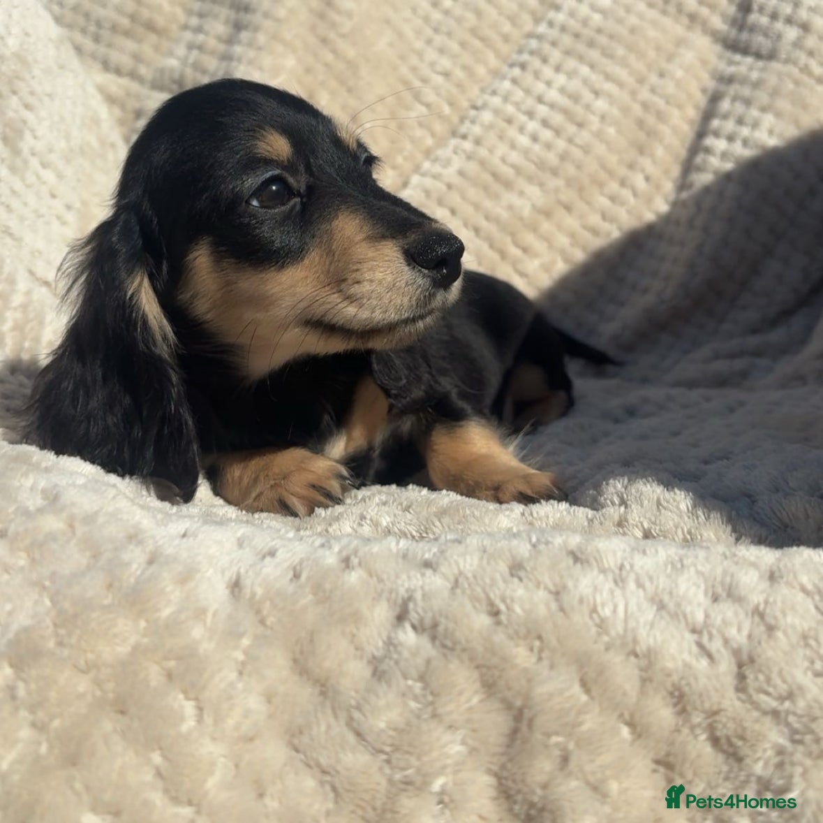Miniature Dachshund dogs Mini long hair dachshund  - Advert 9
