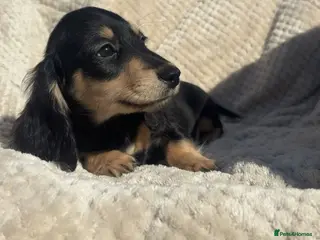 Miniature Dachshund dogs Mini long hair dachshund - Advert 9