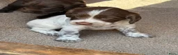 Sprocker dogs for sale: Sprocker Pups - Advert 7