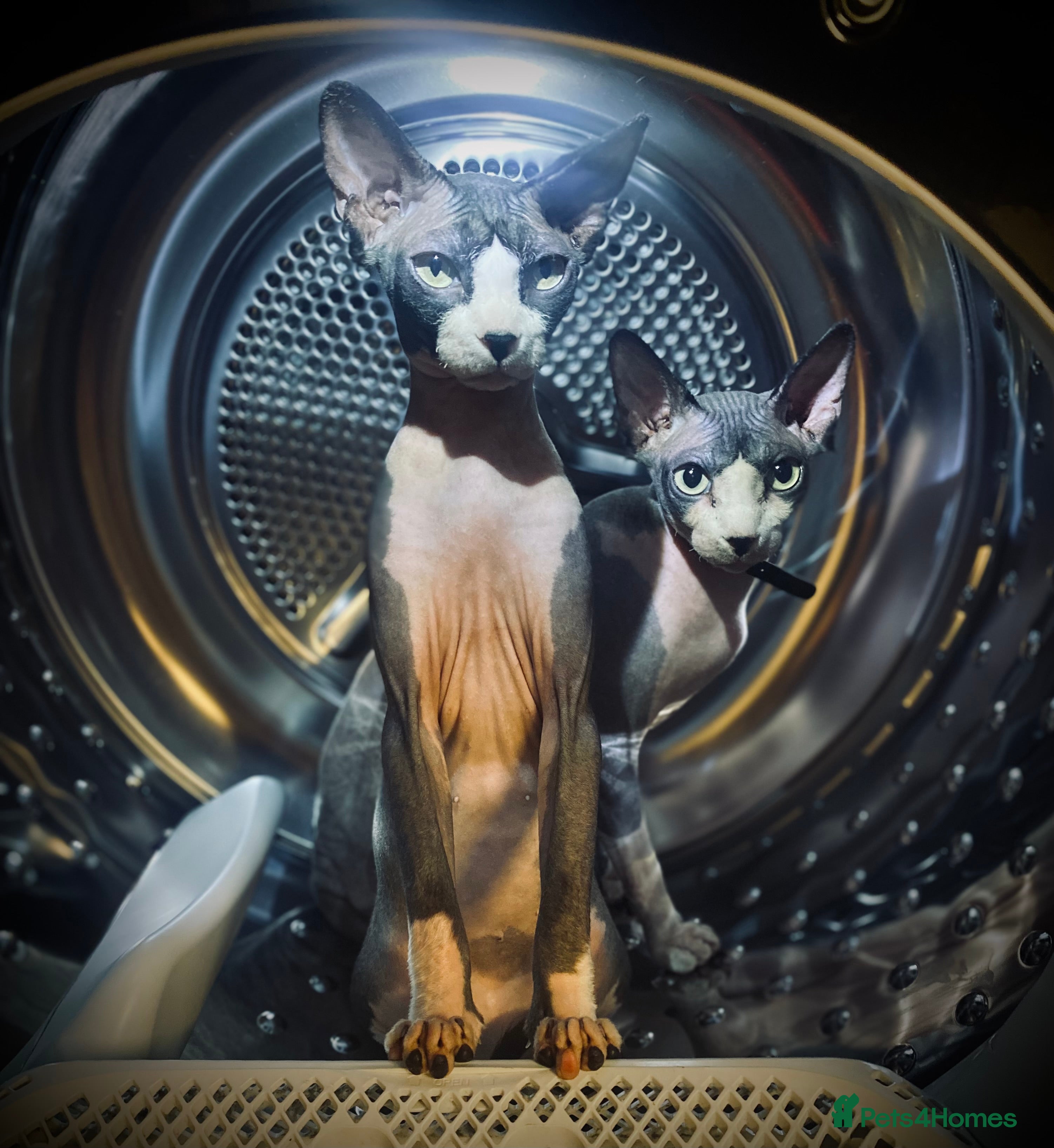 Sphynx cats 3 Sphynx cats to be rehomed - Advert 1