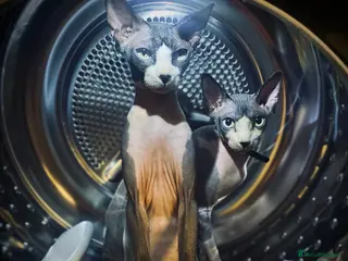 Sphynx cats 3 Sphynx cats to be rehomed - Advert 2