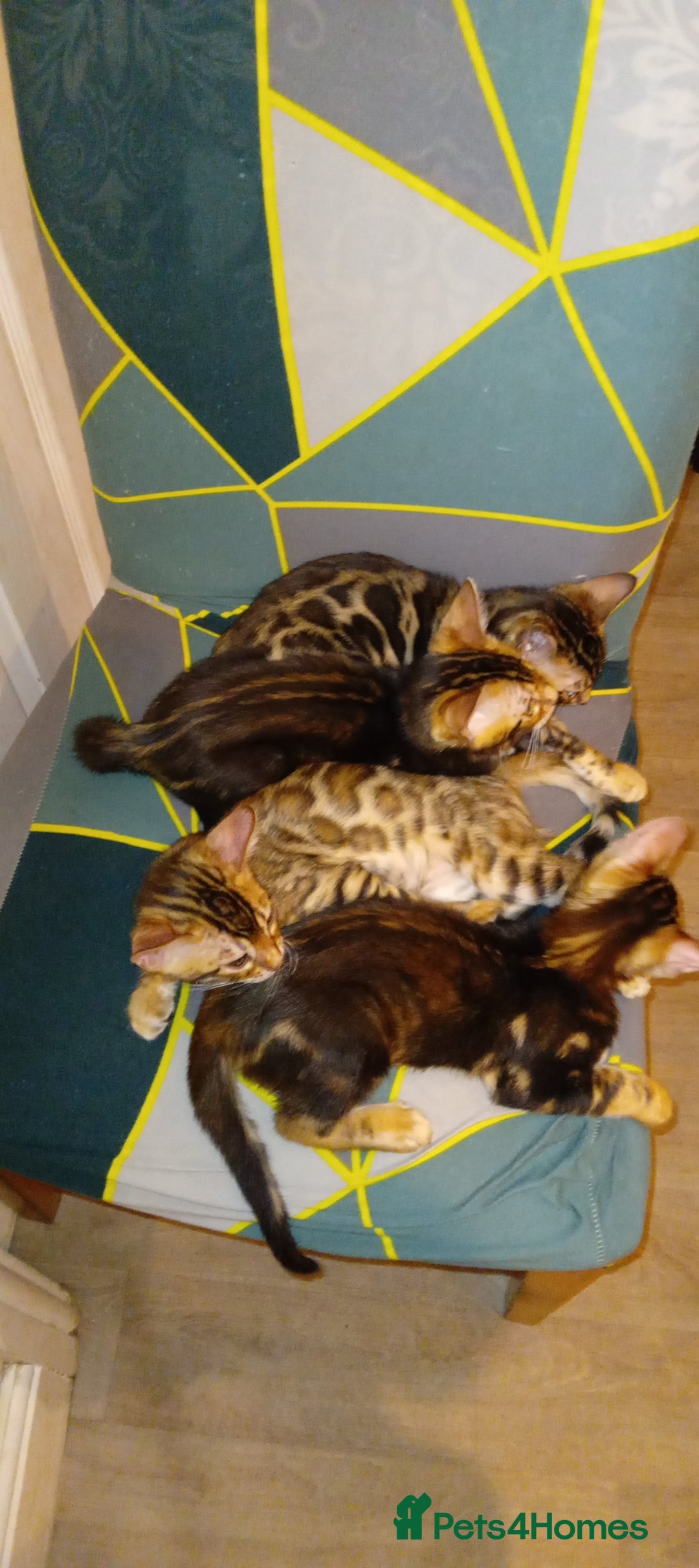 Bengal cats for sale: Pedigree Bengal Kittens - Image 5