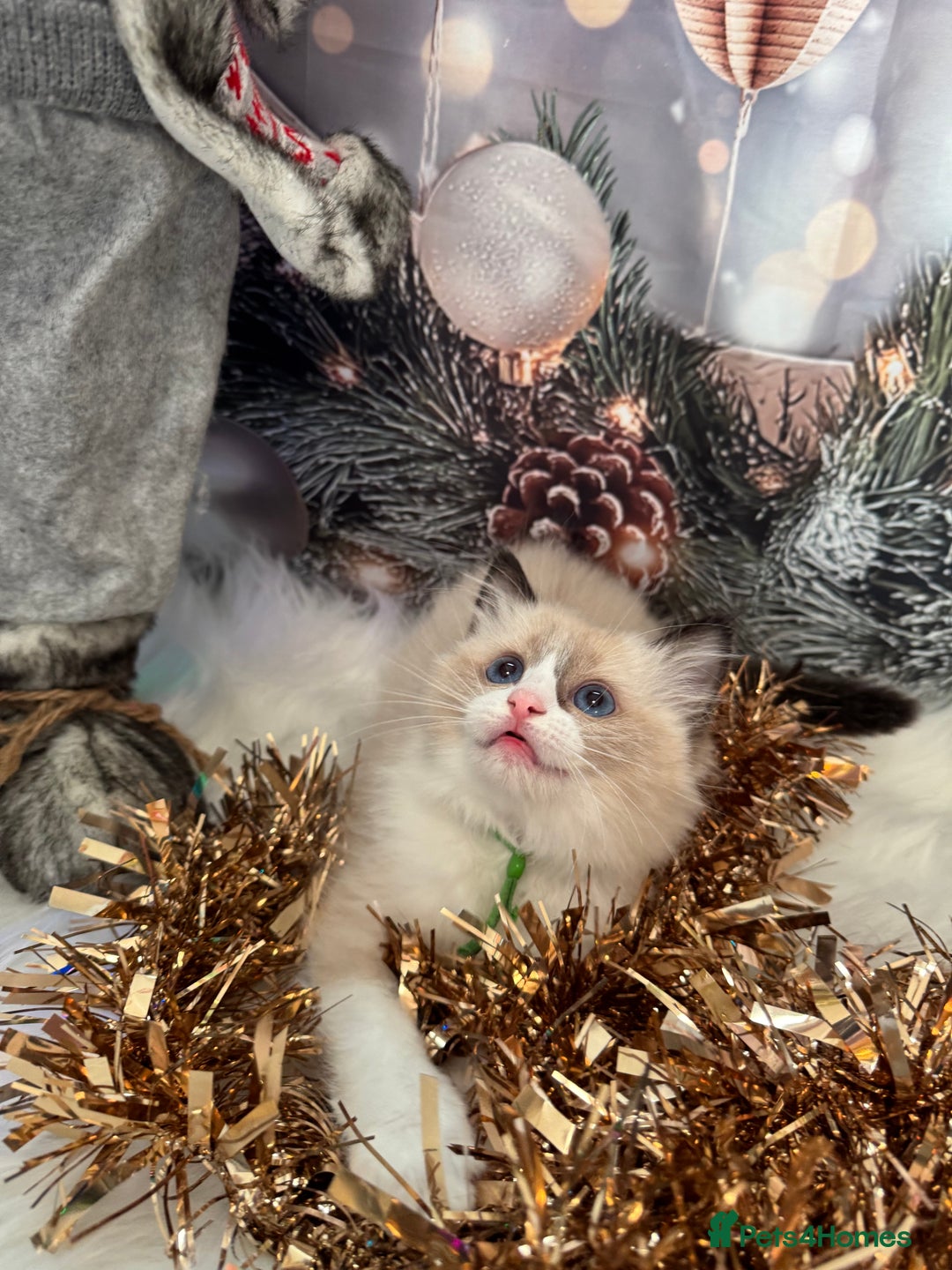 Ragdoll cats for sale: 🏆 gccf ragdoll grand champion kittens 🏆 - Advert 31