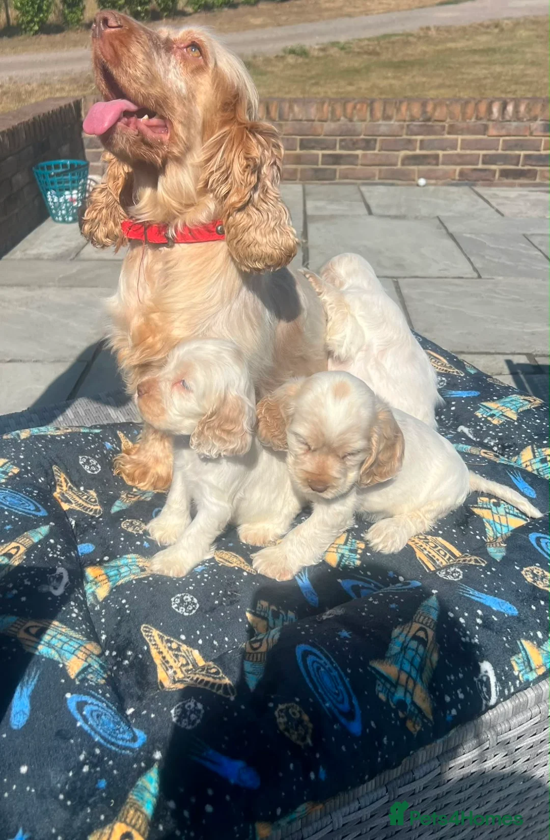 Cocker Spaniel dogs for sale: Orange Roan Show Type Cocker spaniel in Rochester - Advert 15