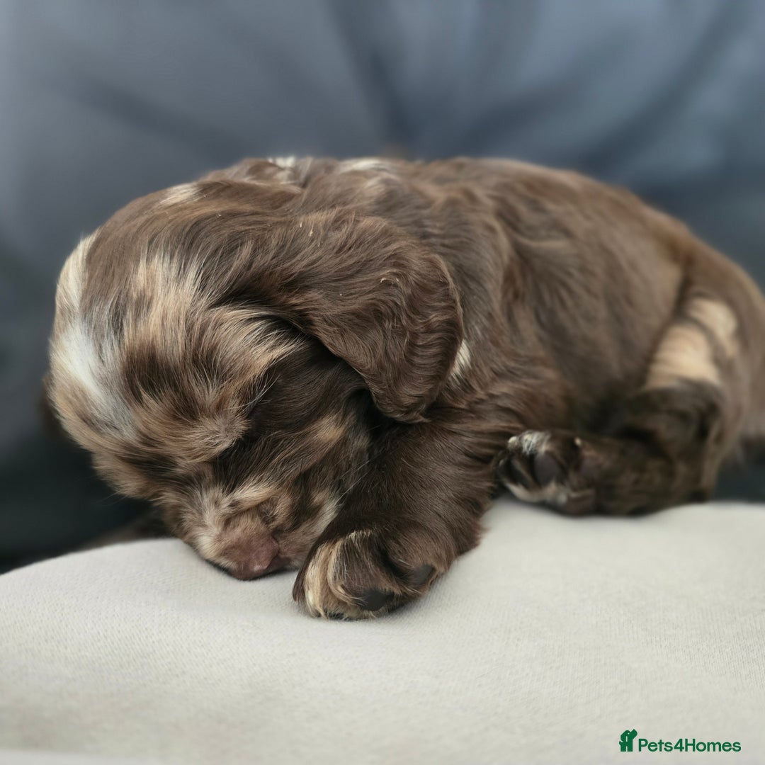 Cocker Spaniel dogs for sale: Cocker spaniels for sale  - Image 5