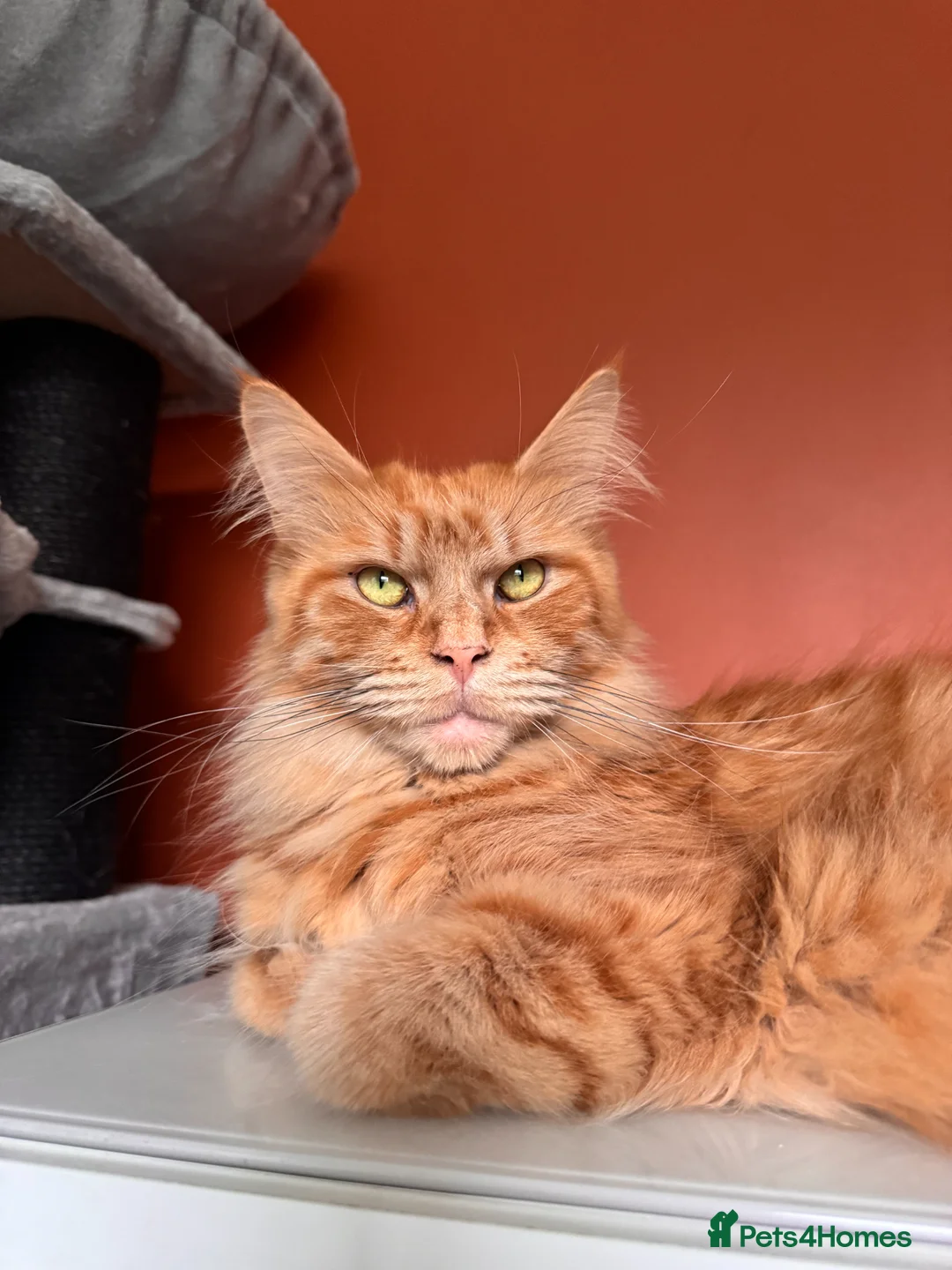 Maine Coon cats for sale: Maine Coon Cross Kittens – Ready 27th April - Advert 2