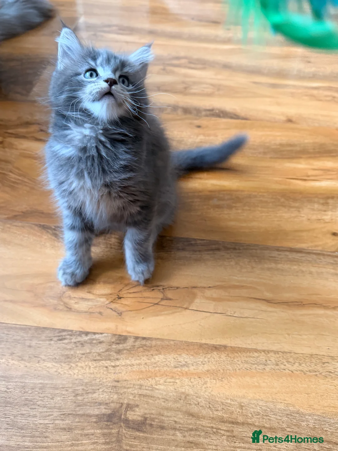 Maine Coon cats for sale: Maine coon kittens - Advert 11
