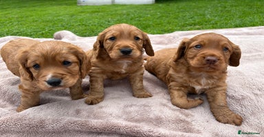 Cocker Spaniel dogs - Advert 11