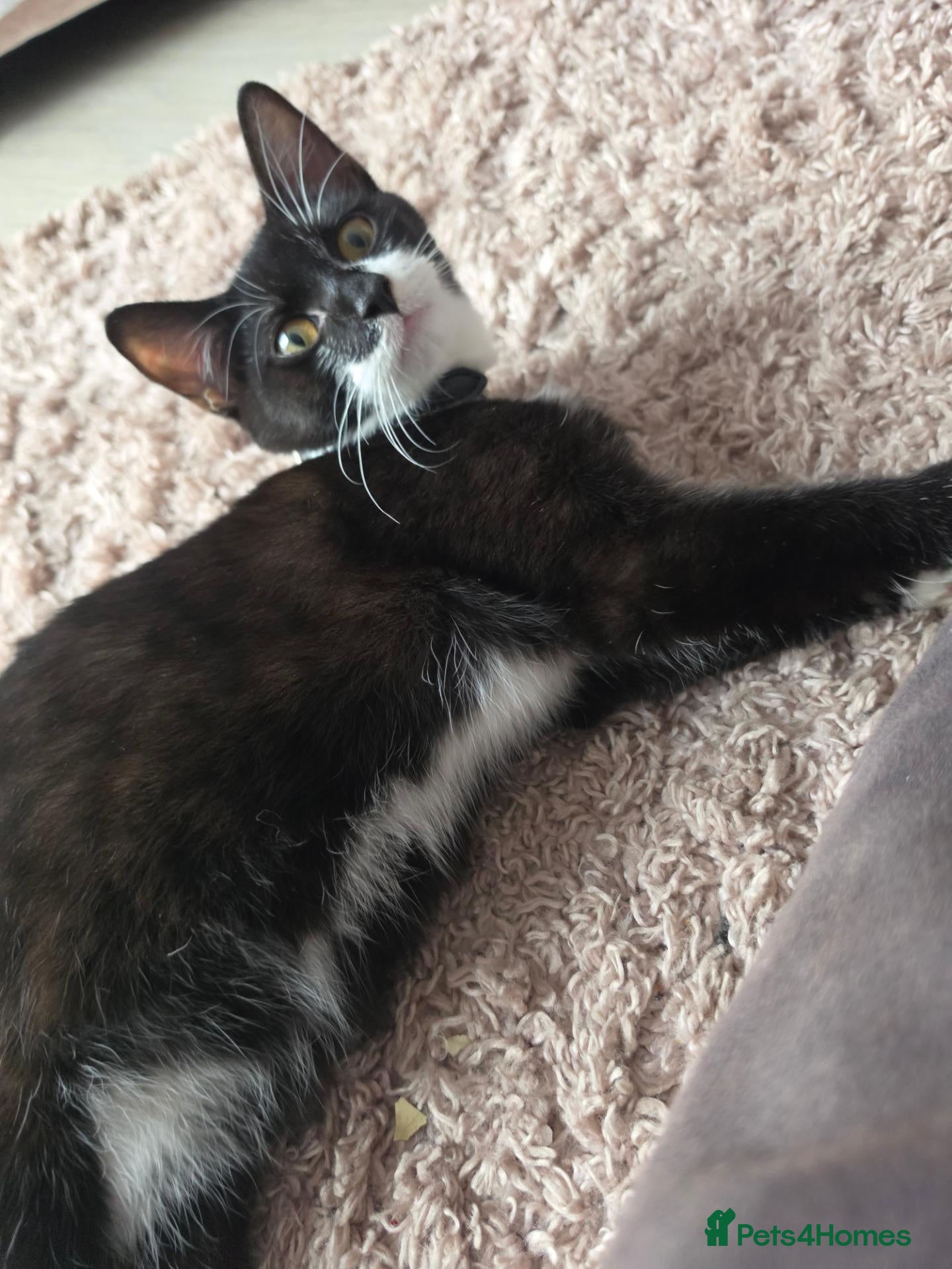Domestic Shorthair cats Felix - Advert 3