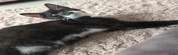 Domestic Shorthair cats for sale: Felix - Advert 1