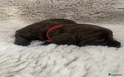 Sprocker dogs for sale: Sprocker puppies  - Advert 7