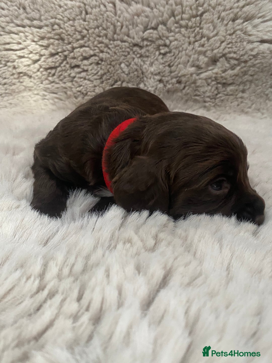 Sprocker dogs for sale: Sprocker puppies  - Advert 7