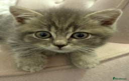 Mixed Breed cats for sale: Beautiful fur babies BSH x Scottish Straight - Image 9